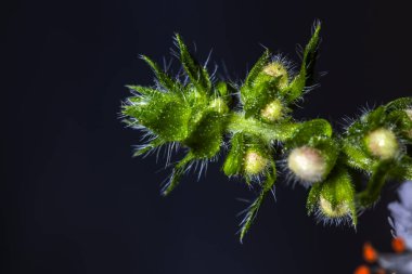 Tatlı fesleğen (Ocimum bazilika) infloresans. Narin beyaz çiçeğin ayrıntılı görüntüsü, canlı turuncu anterler ve koyu bir arka planda izole edilmiş kıllı gövde..