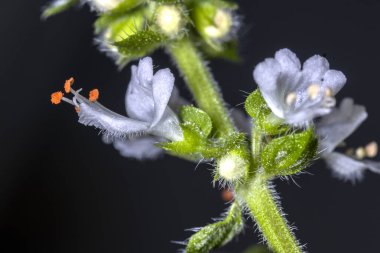 Tatlı fesleğen (Ocimum bazilika) infloresans. Narin beyaz çiçeğin ayrıntılı görüntüsü, canlı turuncu anterler ve koyu bir arka planda izole edilmiş kıllı gövde..