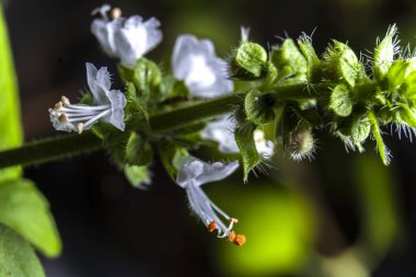 Tatlı fesleğen (Ocimum bazilika) infloresans. Narin beyaz çiçeğin ayrıntılı görüntüsü, canlı turuncu anterler ve koyu bir arka planda izole edilmiş kıllı gövde..