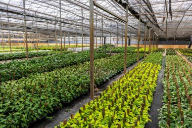 Brezilya 'da süs bitkilerinin üretimi için gerekli modern teknolojiyi ve kontrollü çevreyi sergileyen büyük ölçekli ticari bir serada binlerce çiçek fidanı gelişiyor..