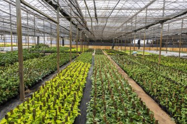 Brezilya 'da süs bitkilerinin üretimi için gerekli modern teknolojiyi ve kontrollü çevreyi sergileyen büyük ölçekli ticari bir serada binlerce çiçek fidanı gelişiyor..