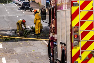 Marilia, SP, Brezilya, 22 Eylül 2025. Sarı koruyucu giysili itfaiyeciler Marilia şehrinin merkezindeki bir sokaktan devrilmiş bir ağacı temizliyor.