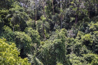 Bereketli bir Brezilya tropikal yağmur ormanının yoğun, canlı, yeşil örtüsü. Amazon ya da Atlantik Ormanı ekosisteminin muazzam biyolojik çeşitliliğini ve doğal karmaşıklığını gösteren zengin, dokulu bir arka plan..
