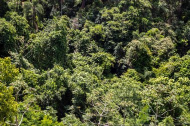 Bereketli bir Brezilya tropikal yağmur ormanının yoğun, canlı, yeşil örtüsü. Amazon ya da Atlantik Ormanı ekosisteminin muazzam biyolojik çeşitliliğini ve doğal karmaşıklığını gösteren zengin, dokulu bir arka plan..