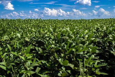 Parlak mavi gökyüzünün altındaki yemyeşil soya tarlası. Geniş bir tarım çiftliğindeki sağlıklı soya bitkilerinin ayrıntıları, büyümeyi, tarım sektörünü ve sağlıklı gıda üretiminin kaynağını sembolize ediyor.