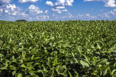 Parlak mavi gökyüzünün altındaki yemyeşil soya tarlası. Geniş bir tarım çiftliğindeki sağlıklı soya bitkilerinin ayrıntıları, büyümeyi, tarım sektörünü ve sağlıklı gıda üretiminin kaynağını sembolize ediyor.
