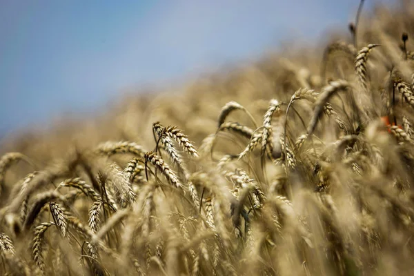 Pracovní sklizeň kombinovat v oblasti pšenice s selektivní — Stock fotografie