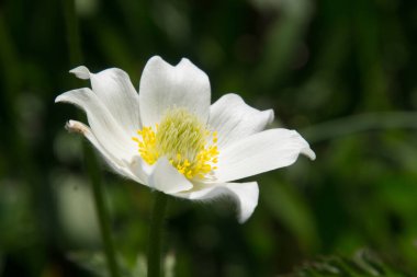 Fransa 'daki Haute Savoie' de Mont Saxonex 'te bir şakayık.