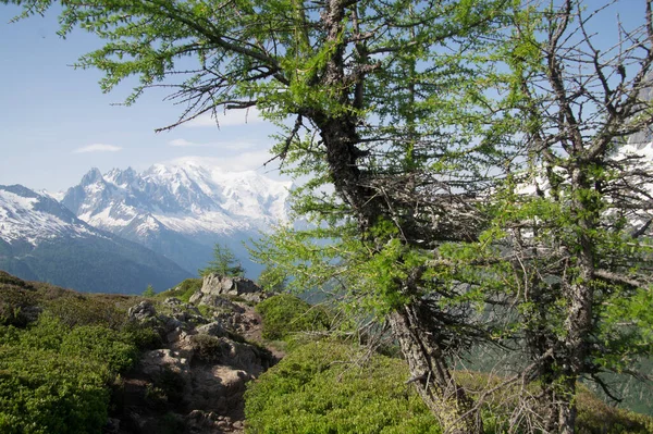 Macizo Mont Blanc Posettes Chamonix Haute Savoie Francia —  Fotos de Stock