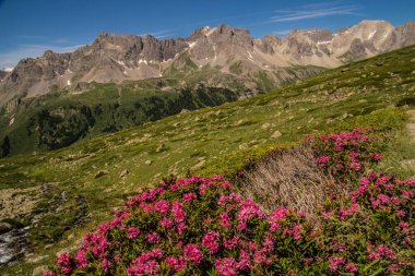 refuge ricou,rhododendron,nevache,hautes alpes,france