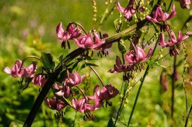 lillium martagon,nevache,hautes alpes,france