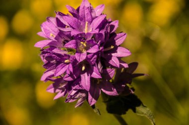 nevache,hautes alpes,france