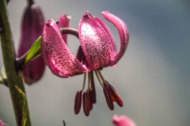 lis martagon in balme in chamonix in haute savoie