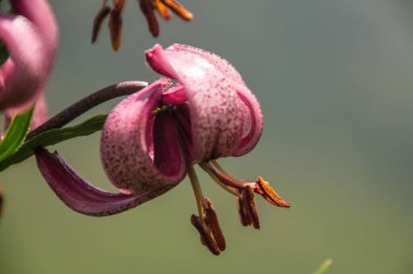 lis martagon in balme in chamonix in haute savoie