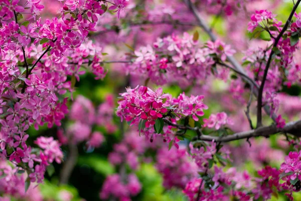 Cherry trees in full bloom — Stock Photo, Image