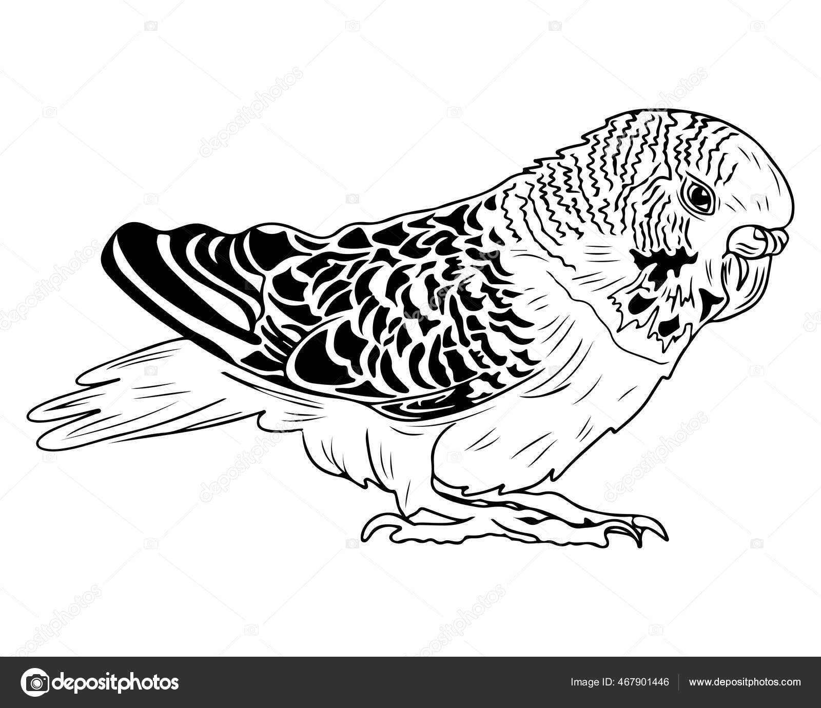 배경에는 줄무늬가 책이나 페이지를 앵무새 반사기 앵무새 스톡 벡터 - ©ellina200@mail.ru 467901446, image size:1600x1380