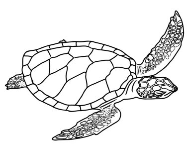 Beyaz zemin üzerinde çizgi kaplumbağa izole. Kaplumbağa boyama kitabı ya da sayfa. Vektör kaplumbağa..