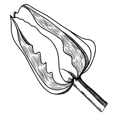 Lale çiçeği beyaz arka planda izole edilmiş. Lale boyama kitabı ya da sayfa. Vektör lale çiçeği..