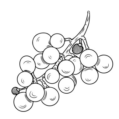 Üzüm dalı boyama kitabı ya da sayfa vektörü izole edildi. Vektör üzüm renklendirmesi.