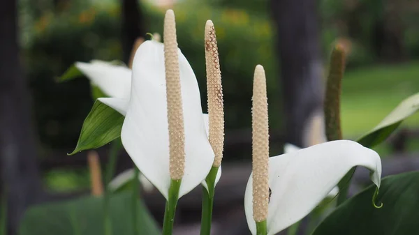Zarif Beyaz Barış Lily Çiçeği ve Spadix Yeşile Karşı. Bir Barış Zambağı 'nın (Spatthiphyllum) güzel beyaz spat ve krem spadiks yakın çekim, yemyeşil, bulanık bir arka plan üzerine vurgulanmış.