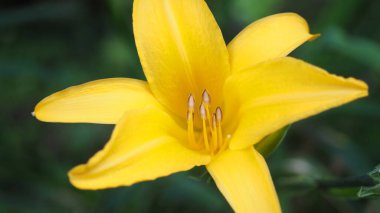 Doğal güneş ışığı altında parlayan canlı sarı zambak çiçeğinin yakın çekimi yumuşak yeşil arka planı bulanık olan hassas taç yaprakları ve erkeklik organlarını sergiliyor. Doğa ve çiçek teması için mükemmel..