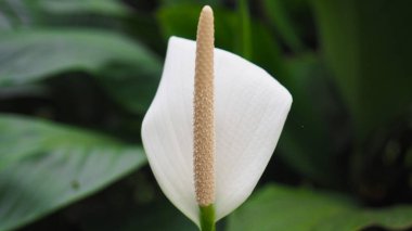 Zarif bir Barış Zambağı (Spatthiphyllum) çiçeğinin sergilendiği huzurlu bir yatay kompozisyon. El değmemiş beyaz tomurcuklar ve desenli krema tomurcukları zarif bir şekilde yükselir. Sükuneti ve saf güzelliği simgeler. Karanlık, gür bir arka plana karşı..