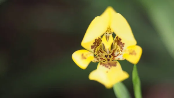 Tek bir Sarı Yürüyen Iris 'in (Trimezia steyermarkii) yakın çekim makrosu, açık sarı yapraklar ve merkezde leopar benzeri lekeler ile koyu yeşil bir arka planda yer alır..