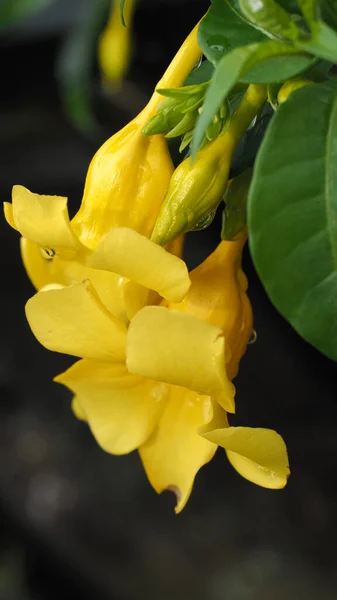 Taze çiğ damlalarıyla kaplanmış canlı sarı bir çiçeğin yakın çekimi, yemyeşil yapraklarla çevrili. Sabah doğasının ve çiçek tazeliğinin narin güzelliğini yakalar..
