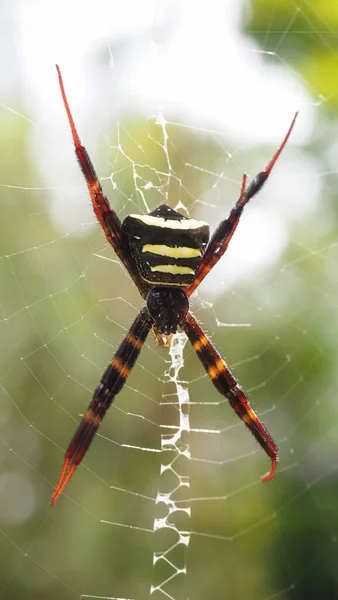 Canlı İmza Örümceği (Argiope) karmaşık küre ağında bekliyor.