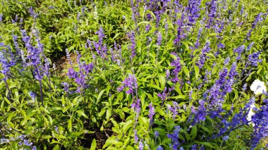 Parlak güneş ışığı altında açan mor lavanta çiçeklerinin güzel yakın çekimi, yemyeşil yapraklarla çevrili, doğal tazelik, koku ve dingin çiçeklerle dolu.