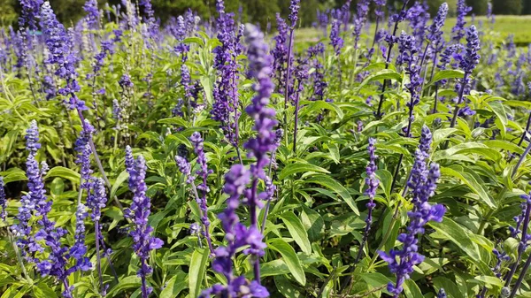 Parlak güneş ışığı altında açan mor lavanta çiçeklerinin güzel yakın çekimi, yemyeşil yapraklarla çevrili, doğal tazelik, koku ve dingin çiçeklerle dolu.