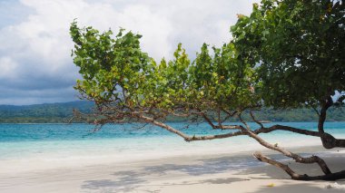 Endonezya 'nın Peucang Adası' ndaki mavi su ve beyaz kumsalın güzelliği. Turkuaz dalgalar ve eğimli kıyı ağaçlarıyla huzurlu bir sahil cenneti.