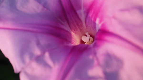 Canlı Sabah Zaferi çiçekleri pembe ve mor taç yapraklarını ortaya çıkarır.