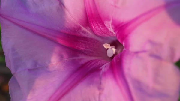 Canlı Sabah Zaferi çiçekleri pembe ve mor taç yapraklarını ortaya çıkarır.