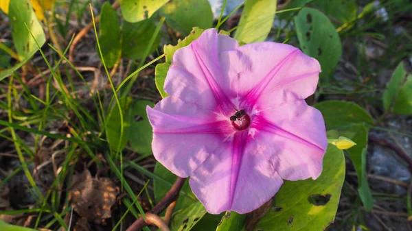 Canlı Sabah Zaferi çiçekleri pembe ve mor taç yapraklarını ortaya çıkarır.