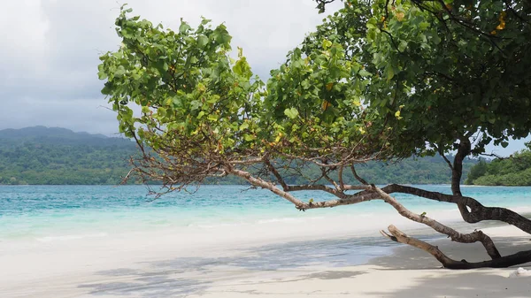 Endonezya 'nın Peucang Adası' ndaki mavi su ve beyaz kumsalın güzelliği. Turkuaz dalgalar ve eğimli kıyı ağaçlarıyla huzurlu bir sahil cenneti.