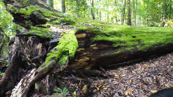 Doğa Yeniden Doğuş Yosunu Devrilen Ağaca Yükseliyor