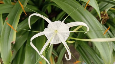 Çiçek açan beyaz bir örümceğin yakın plan görüntüsü. Etrafı yemyeşil yapraklarla çevrili. Zarif taç yaprakları ve doğal tropikal güzelliğiyle sakin bir bahçe ortamında sergileniyor..