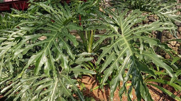 Güneş ışığıyla aydınlatılan derin kesikli büyük tropikal yeşil yaprakların yakın görüntüsü. Canlı yapraklar, tropikal bir bahçe ortamında doğal bir doku ve taze bir atmosfer yaratıyor..