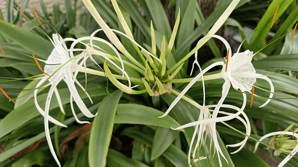 Çiçek açan beyaz bir örümceğin yakın plan görüntüsü. Etrafı yemyeşil yapraklarla çevrili. Zarif taç yaprakları ve doğal tropikal güzelliğiyle sakin bir bahçe ortamında sergileniyor..