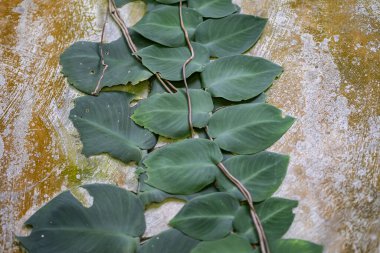 İncir asmasının (Ficus pumila) üst üste binen küçük yeşil yaprakların kaba, desenli gri beton bir duvarda dikey olarak büyüdüğü yüksek açılı görüntüsü. Görüntü doğal bir model ve doku yaratıyor, doğal arkaplan için ideal.