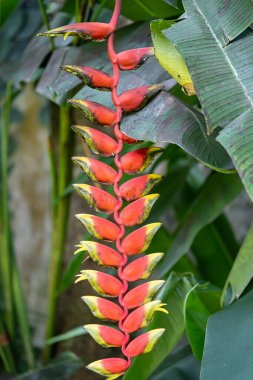 Çarpıcı bir Heliconia çiçeğinin (Sahte Cennet Kuşu) yakın çekimi, merkezi bir sap boyunca dizilmiş canlı kırmızı ve sarı frenlerini sergiliyor. Yeşillik, bulanık yeşil bir arka plan üzerine kurulmuş bu resim egzotik güzelliği yakalar.