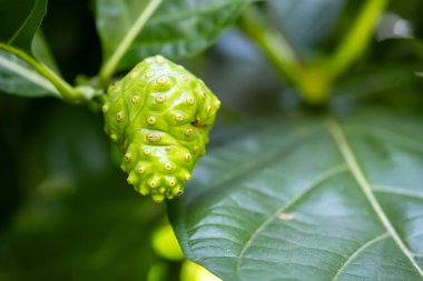 Bir dalda büyüyen tek, engebeli, yeşil noni meyvesinin (Morinda citrifolia) aşırı yakın çekimi. Görüntü, meyvenin eşsiz dokusunu vurguluyor. Bu yakalama, tropik süper yiyecekleri, geleneksel tıbbı temsil etmek için idealdir.