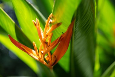 Çarpıcı bir turuncu ve kırmızı Heliconia çiçek tomurcuğunun yakın plan görüntüsü. Çiçek kısmen açılmış, yapısını gösteriyor. Görüntü, egzotik, tropikal güzelliği ve yemyeşil büyümeyi yakalar.
