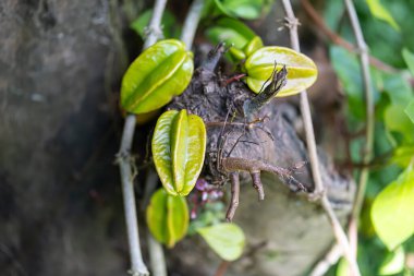 Şube. Meyveler belirgin kaburga şeklini gösteriyor, bulanık doğal bir arka plan üzerine kurulmuş.