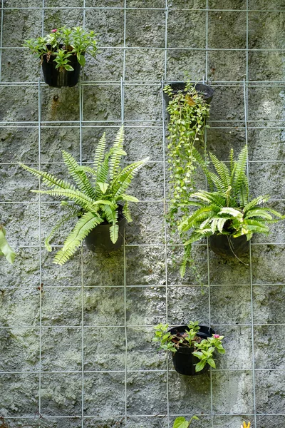 Bir DIY dikey bahçe kurulumunun dikey ve yüksek açılı görüntüsü. Birkaç saksı eğreltiotu ve takip eden bitkiler, kaba, dokulu gri beton bir duvara bağlı metal bir ağ örgüsü üzerinde asılıdır.,