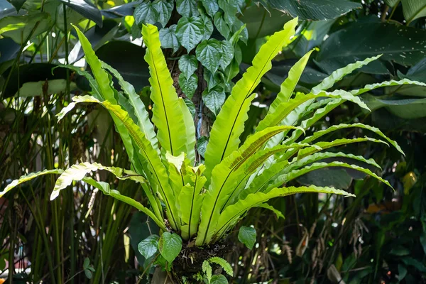 Kadaka, gür, sağlıklı bir kuş yuvası eğreltiotu (Asplenium nidus) geniş, dalgalı, parlak yeşil yapraklar ve belirgin merkezi damarları vardır. Bitki, gölgeli bir bahçede yoğun tropikal yapraklarla çevrili bir ağaç gövdesinden yetişiyor.