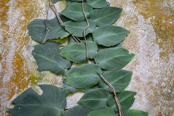 İncir asmasının (Ficus pumila) üst üste binen küçük yeşil yaprakların kaba, desenli gri beton bir duvarda dikey olarak büyüdüğü yüksek açılı görüntüsü. Görüntü doğal bir model ve doku yaratıyor, doğal arkaplan için ideal.