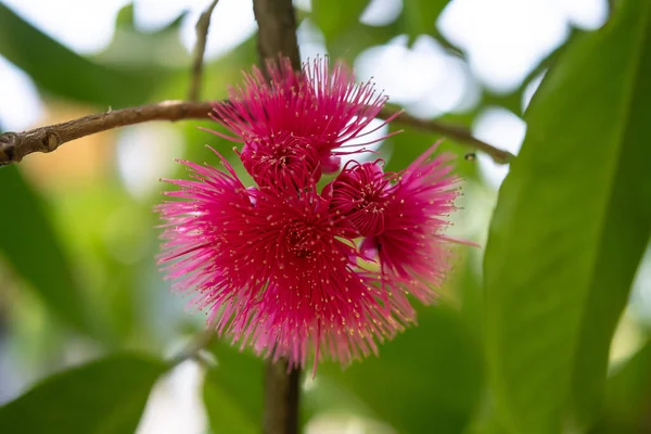 Çok sayıda dikenli erkek organı olan canlı bir mor-pembe Syzygium malcense çiçeğinin (Jambu Bol veya Malay Apple) çarpıcı yakın çekimi. Çiçek, yumuşak, bulanık yeşil bir arka plan üzerine kurulmuş bir dala odaklanmış.