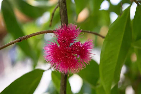 Çok sayıda dikenli erkek organı olan canlı bir mor-pembe Syzygium malcense çiçeğinin (Jambu Bol veya Malay Apple) çarpıcı yakın çekimi. Çiçek, yumuşak, bulanık yeşil bir arka plan üzerine kurulmuş bir dala odaklanmış.